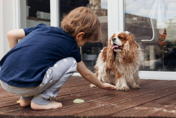 Rearview of little barefoot boy feeding, training smart dog Cavalier King Charles coker spaniel near house. Obedient pet, new command. Giving a paw. Give snacks to pet to praise. Friend and companion - Photo, Image