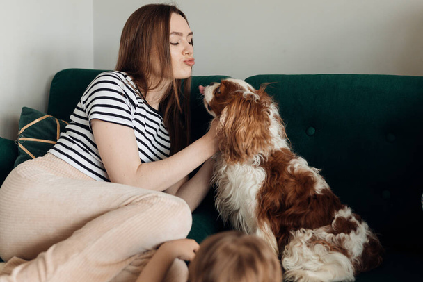 Cute cheerful young woman, owner sitting on sofa, kissing and playing with pure breed dog curly brown and white Cavalier King Charles spaniel sticking tongue. Relaxing weekend activity, family time - Photo, Image