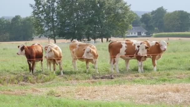 Farmbullen grasen auf dem Feld. - Filmmaterial, Video