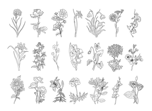Set van botanische lijn kunst. Black Ink Sketch of Flowers collectie Geïsoleerd op witte achtergrond. Minimalistische vector illustraties voor tatoeage, muurkunst, kaarten, verpakking en etikettering ontwerp. - Vector, afbeelding