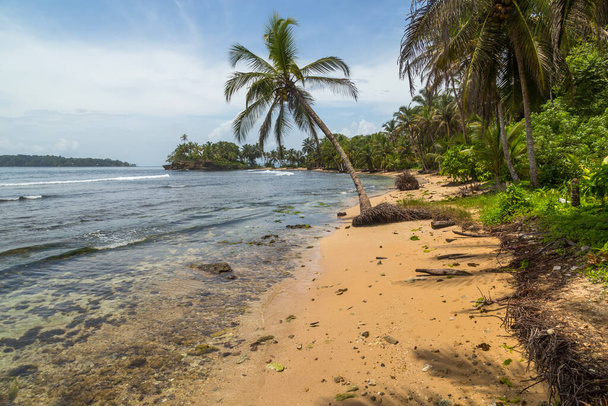 Tropical ocean beach with trees in Panama - Foto, Imagem