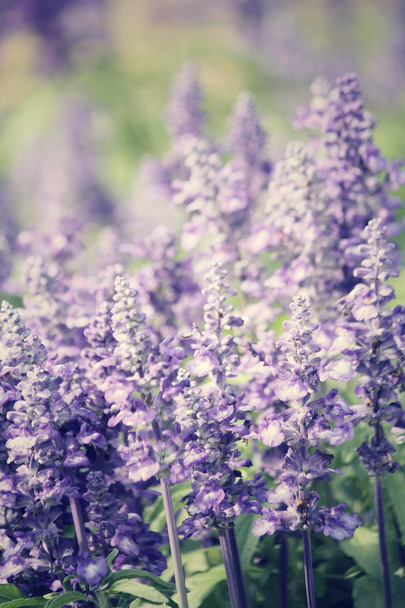 paarse salvia bloemen - Foto, afbeelding