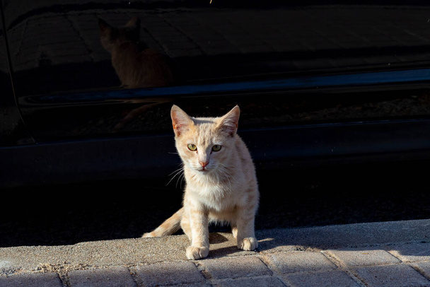 Кэт. Бродячая кошка, идущая по улицам Серседильи в Мадриде. Животное. Кошачья. Домашнее животное. Горизонтальная фотография. - Фото, изображение
