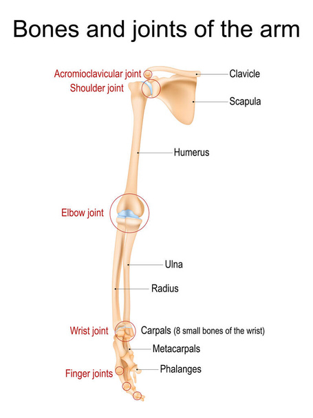 Ludzka anatomia ręki. Kości i stawy ramienia, przedramienia i dłoni. Górna część szkieletu widok z przodu. Ilustracja wektora - Wektor, obraz
