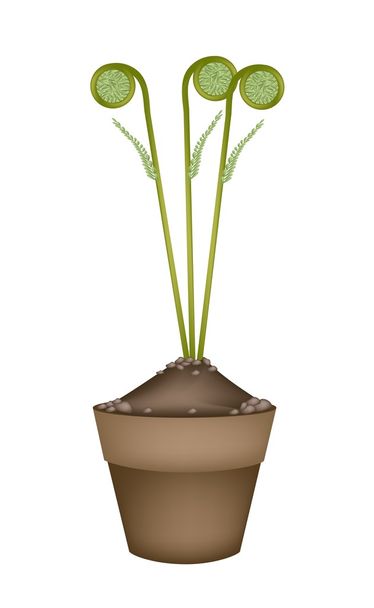 セラミック植木鉢に新鮮な緑ぜんまい - ベクター画像