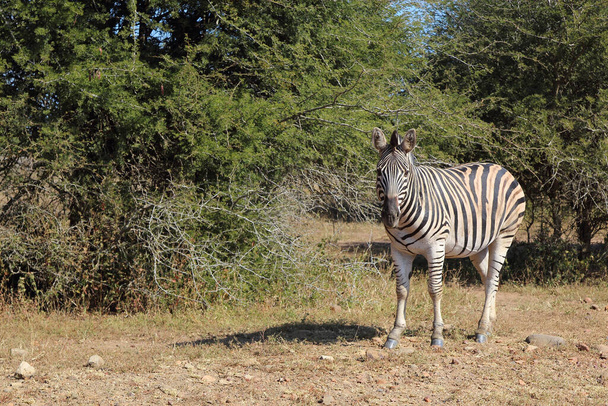 Steppenzebra / Burchell's zebra / Equus quagga burchellii - Fotografie, Obrázek