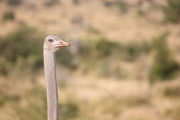 Strauss / Ostrich / Struthio camelus - Valokuva, kuva