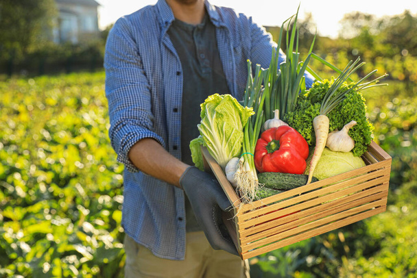 Hombre con cajón de diferentes verduras frescas maduras en la granja, primer plano - Foto, Imagen