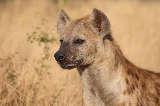 Tuepfelhyen / tečkovaná hyena / Crocuta crocuta - Fotografie, Obrázek