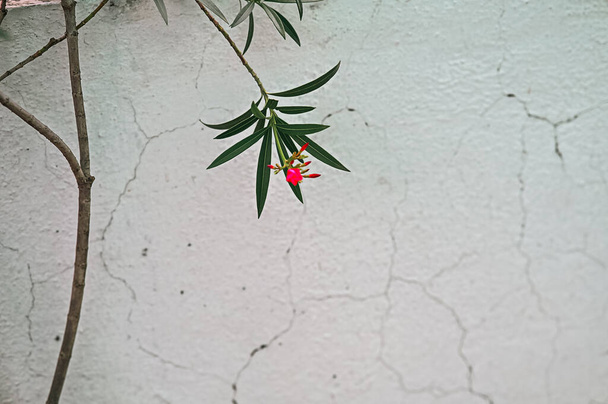  Rote einzelne Blume und weiße Steinmauer. Schöner Minimalismus mit Floral Branch  - Foto, Bild