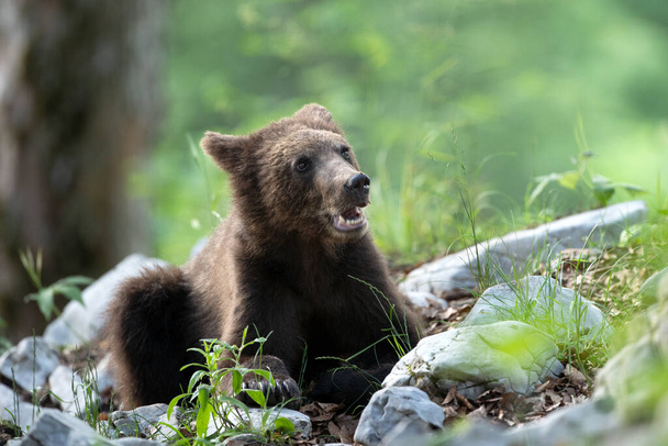 Des ours bruns dans la forêt. Ours européen se déplaçant dans la nature. Ours brun de Slovénie. Balade animalière dans la nature. Ours dans la faune. Petits ours dans la forêt. Printemps dans la nature.  - Photo, image