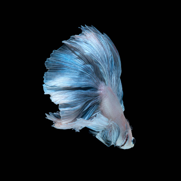 Захоплює рухомий момент синьо-сибірської бойової риби, ізольованої на чорному тлі. риба Бетта
. - Фото, зображення