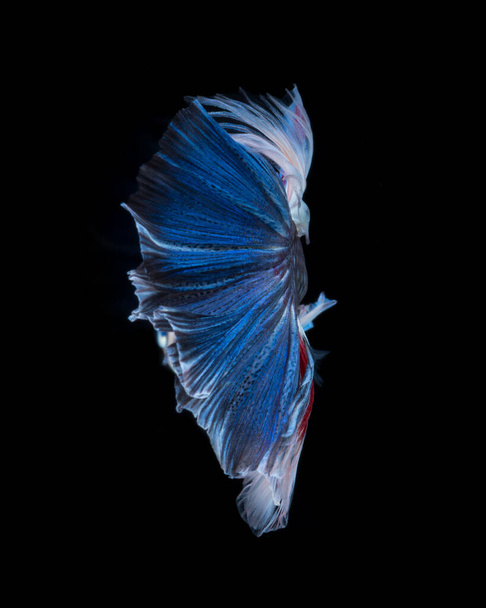 Betta fish in black background. Capture the moving moment of red-blue siamese fighting fish isolated on black background. Betta fish. Fish of Thailand - Foto, afbeelding