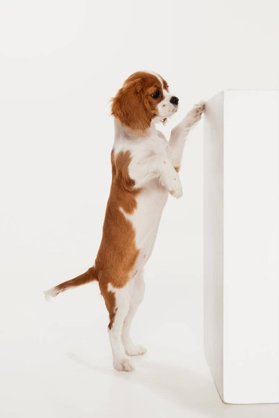 Portrait of cute dog of Cavalier King Charles Spaniel standing on hind legs and leaning on wall over white background. Concept of motion, beauty, vet, breed, pets, animal life. Copy space for ad - Fotó, kép