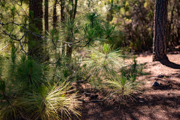 ピヌス・カナリエンシスまたはカナリア島の松の若芽の背景。非常に長い柔らかいふわふわの針でカナリア諸島亜熱帯松の木に固有です。常緑植物。日の当たる枝の写真 - 写真・画像
