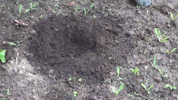 Γεωργός χέρια φύτευσης σποροφύτων κολοκύθας στο χώμα - Πλάνα, βίντεο