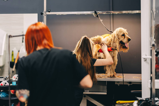 Dog care. The master guides the shape of the head with scissors. High quality photo - Valokuva, kuva