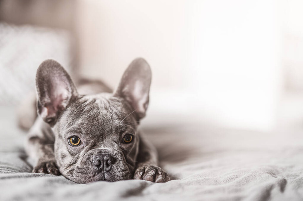 French Bulldog dog on the bed at home. - Fotoğraf, Görsel