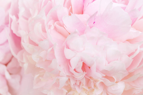 ピンクの牡丹の花びら、抽象的なロマンスの背景、パステルと柔らかい花のカードをぼかす - 写真・画像