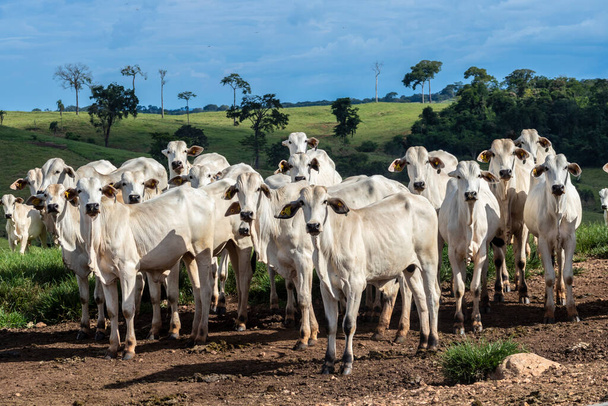 Herd of zebu Nellore animals in a pasture area of a beef cattle farm in Brazil - Valokuva, kuva