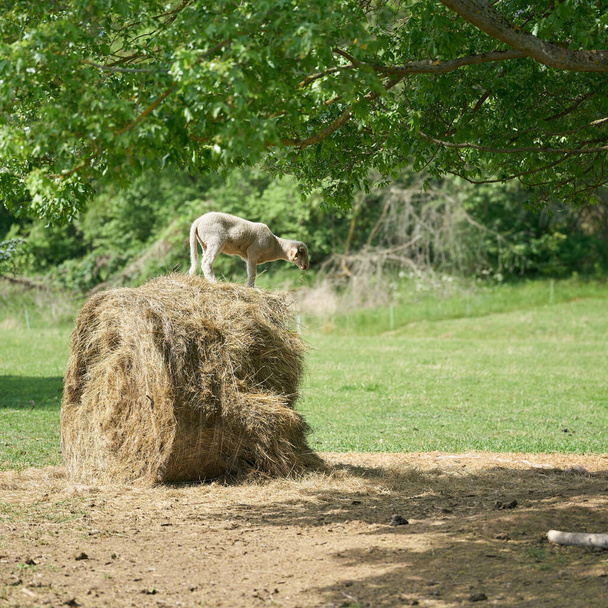  Молодой ягненок стоит на тюке сена и ест                               - Фото, изображение