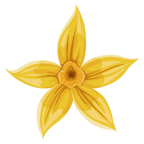 Vanilla flower. Realistic vector isolated design element. Nature spice. Yellow blossom. - Vector, Image