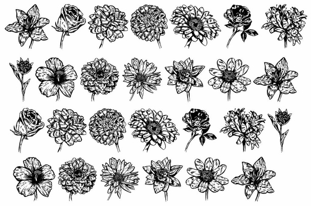 flowers black and white drawing - Vector, imagen