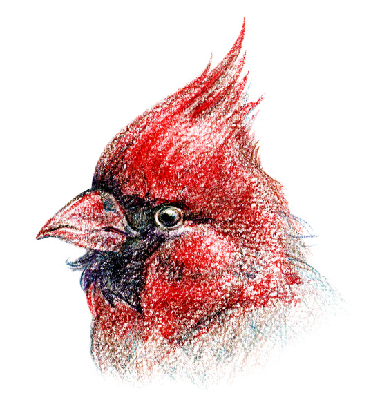 Bird pencil drawing art - Photo, Image