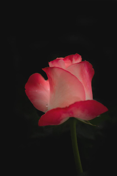 macro picture of a red rose - Photo, Image
