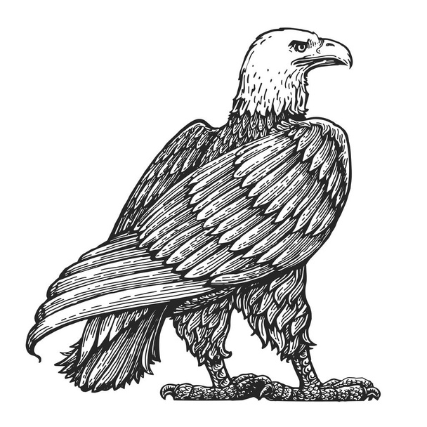 Bald Eagle standing life size isolated on white. Hand drawn sketch bird vector illustration in vintage engraving style - Wektor, obraz