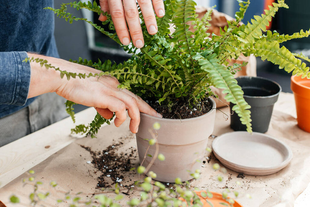 A male gardener transplants home plants into ceramic pots. The concept of home gardening and interior decoration with home flowers.  - 写真・画像