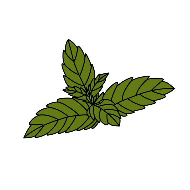 Mint-Doodle-Symbol, Vektorillustration - Vektor, Bild