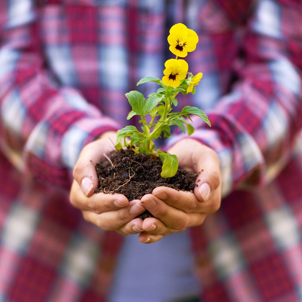 Посадить цветок значит верить в завтрашний день. женщина держит цветочную рассаду в горсти почвы - Фото, изображение