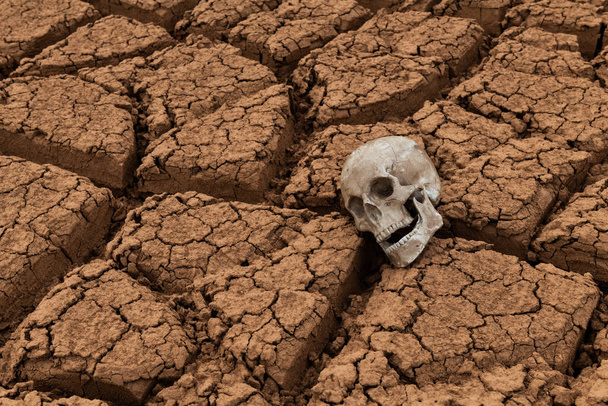 Un manichino di un teschio umano giace sull'argilla spaccata dal caldo nel deserto - Foto, immagini