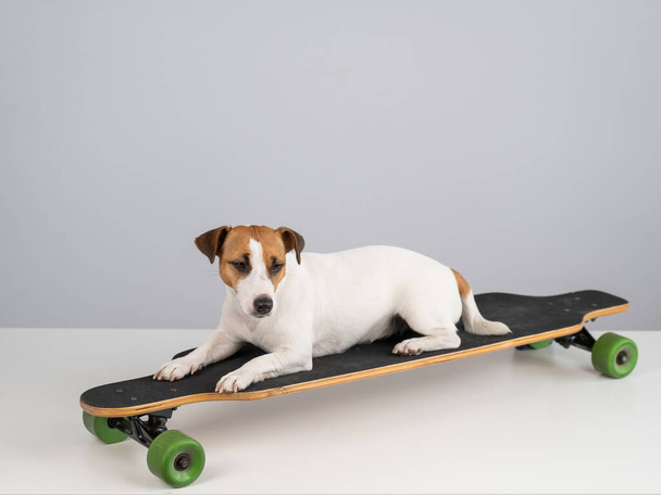 Dog jack russell terrier posing on a longboard in front of a white background - Photo, Image