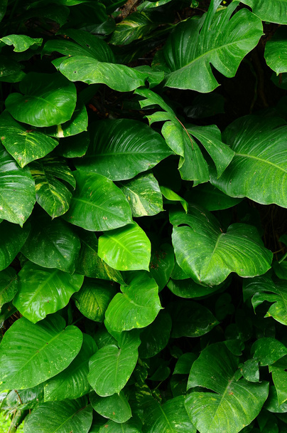 Green leaves background - Foto, afbeelding