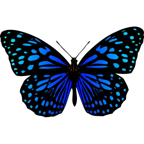 piękna naklejka Motyl z ilustracjami zdjęcia. - Zdjęcie, obraz