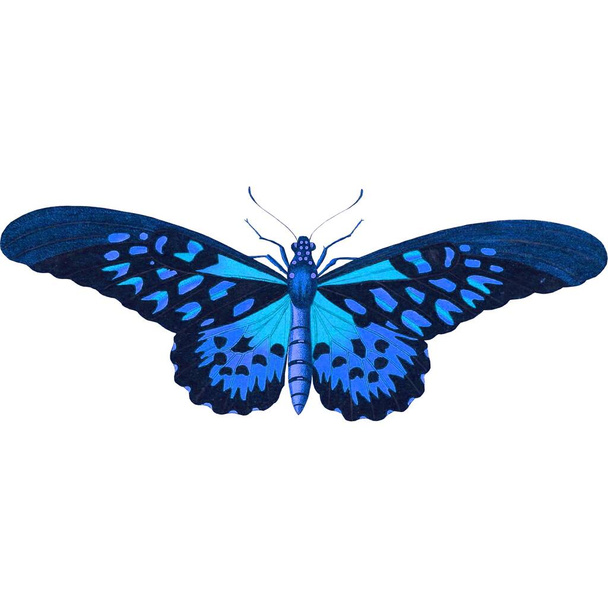 beautiful Butterfly sticker with illustration images. - Foto, imagen