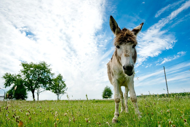 Donkey - Fotó, kép
