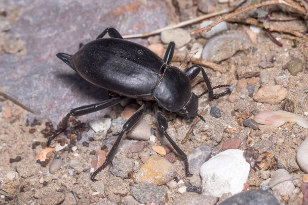 Darkling beetle Blaps lusitanica standing in defense position under the sun. High quality photo - Photo, Image
