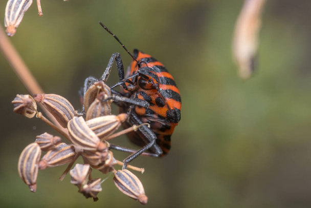 Graphosoma lineatum walking on a plant looking for food. High quality photo - Photo, Image