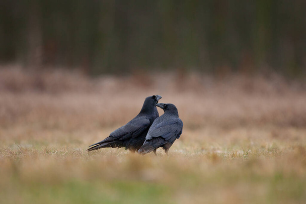 Corvo comum no campo. Um bando de corvos no chão. Natureza selvagem europeia. Inverno no reino animal - Foto, Imagem