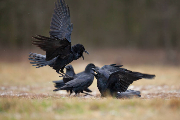 Corvo comum no campo. Um bando de corvos no chão. Natureza selvagem europeia. Inverno no reino animal - Foto, Imagem