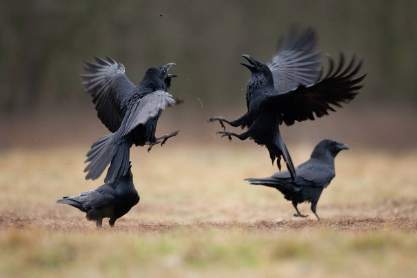 Common raven on the field. A flock of ravens on the ground. European wild nature. Winter in the animal kingdom - Photo, Image