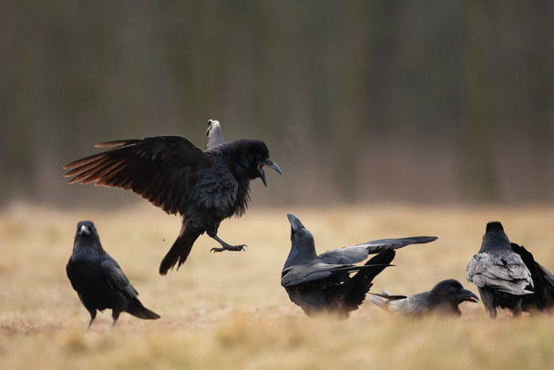 Common raven on the field. A flock of ravens on the ground. European wild nature. Winter in the animal kingdom - Photo, Image