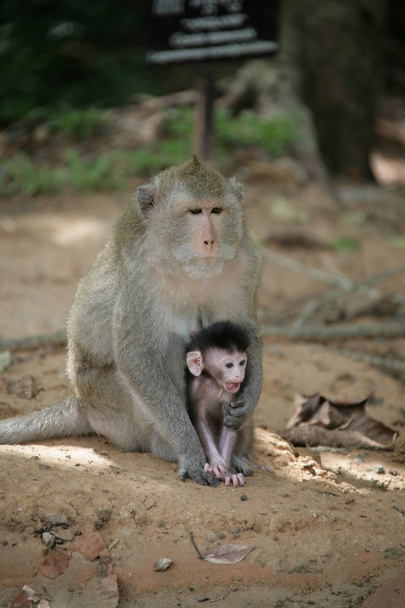 małpa z babymonkey noworodka - Zdjęcie, obraz