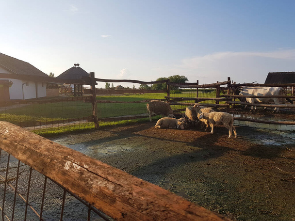 Una famiglia di pecore al tramonto nella fattoria - Foto, immagini