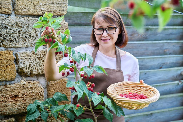 Middle aged woman harvesting ripe raspberries in the garden. Growing healthy organic berries, summer season, farm, farming, gardening, summertime, agricultural, vitamin food concept - 写真・画像