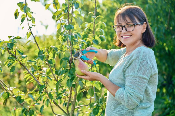 Woman cutting ripe organic pear from tree in orchard on sunny autumn day. Agriculture, harvesting, farming, natural eco fruits, healthy eating concept - Valokuva, kuva