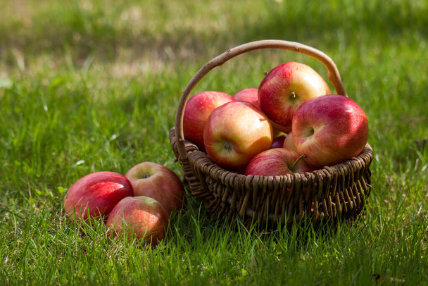 fresh apples in a basket in a garden - Foto, Bild